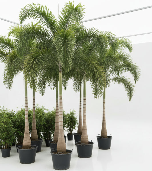 Foxtail Palm, Wodyetia Bifurcata – image 3