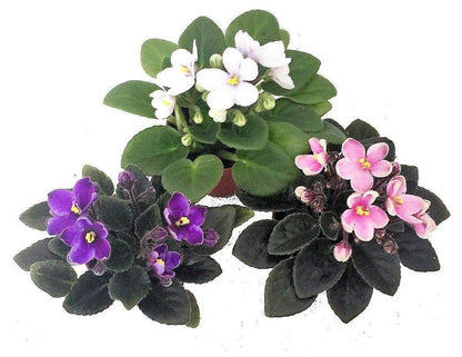 African Violets, Saintpaulia – image 4