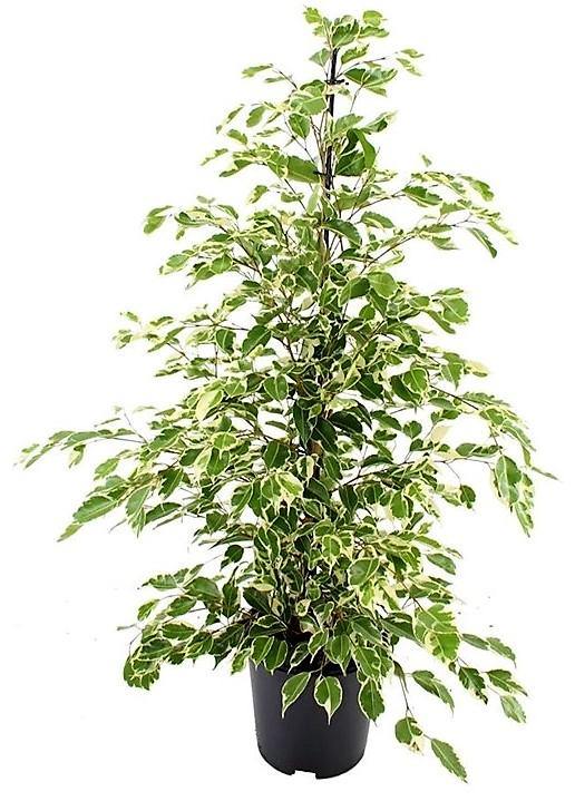 Ficus Benjamina, Twilight – image 5