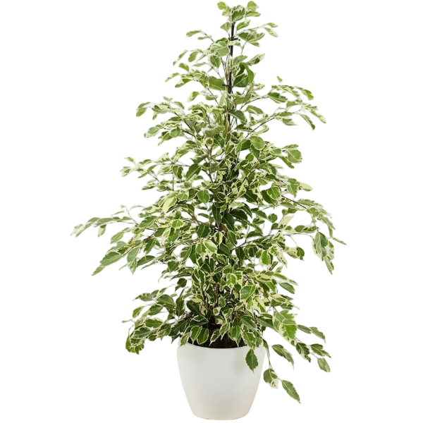 Ficus Benjamina, Twilight – image 6