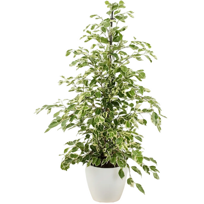 Ficus Benjamina, Twilight – image 6