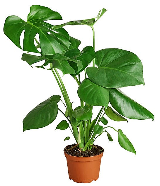 Swiss Cheese Plant, Monstera Deliciosa , The Hurricane – image 6