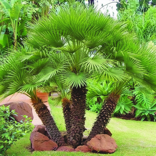 European Fan Palm, Chamaerops Humilis – image 2