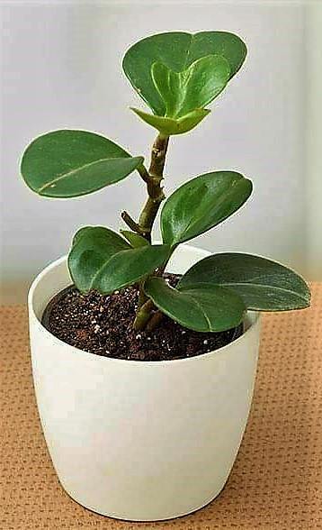 Baby Rubber, Pepper face, Peperomia Obtusifolia – image 3