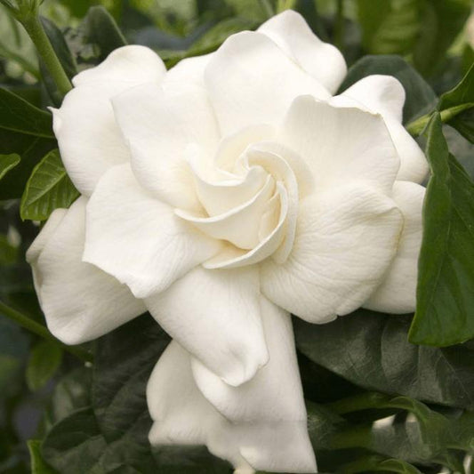 Cape Jasmine, Gardenia Jasminoides, indoor – image 2
