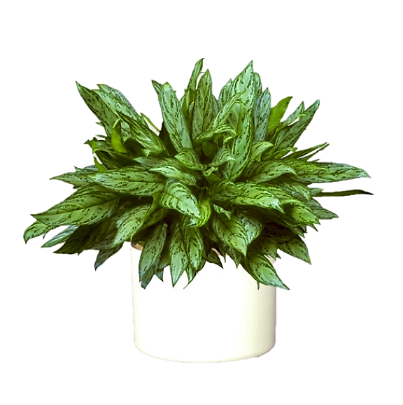 Silver Queen - Aglaonema Commutatum 'Silver Queen' – Green Plants