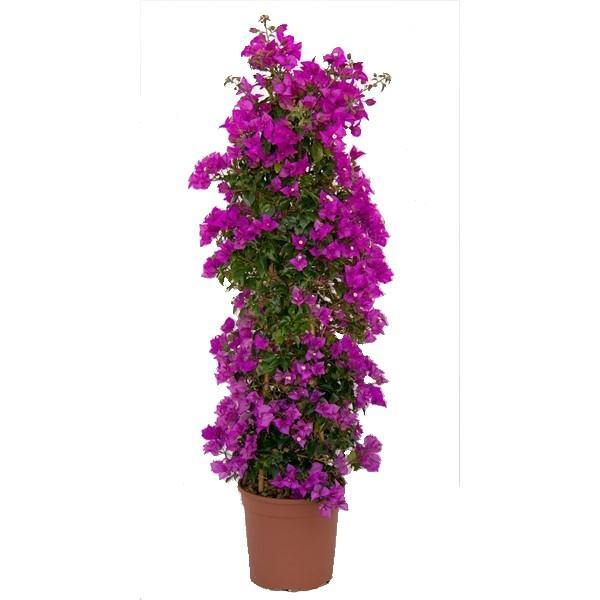 Bougainvillea Alexandra , Purple Paper Flower – image 4