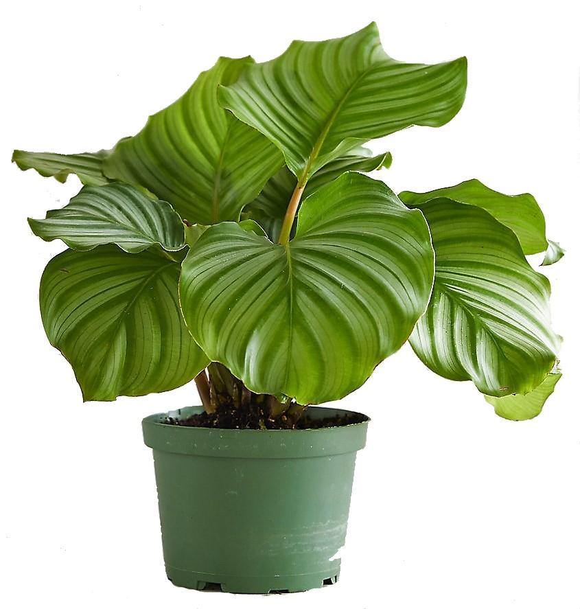 Calathea Orbifolia – image 5