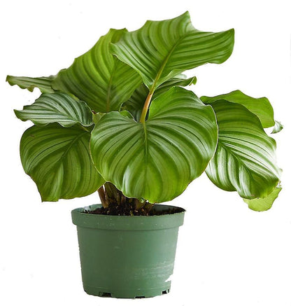 Calathea Orbifolia – image 5