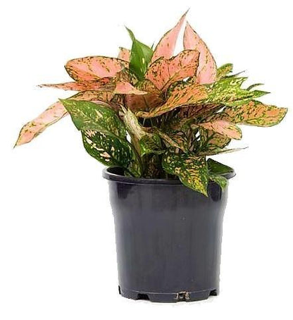Aglaonema sp, Lady Valentine – image 4