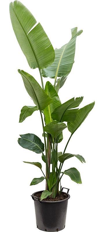 Bird of Paradise, Strelitzia Nicolai – image 5