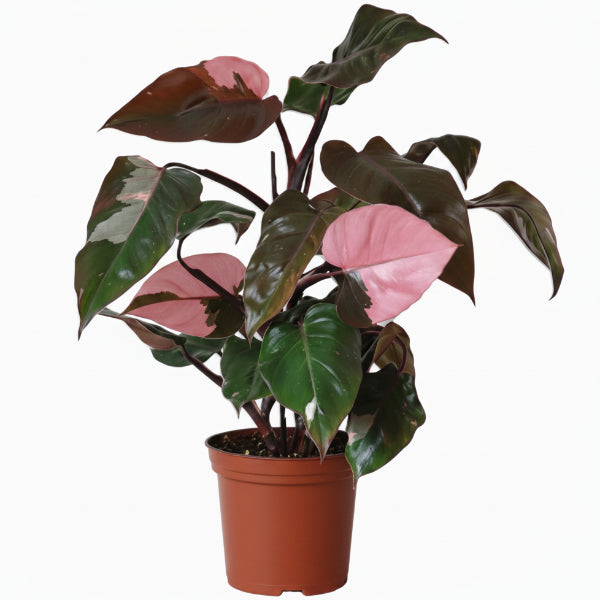 Philodendron Pink Princess – image 4