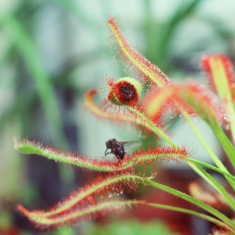 Drosera capensis or Cape Sundew – image 2