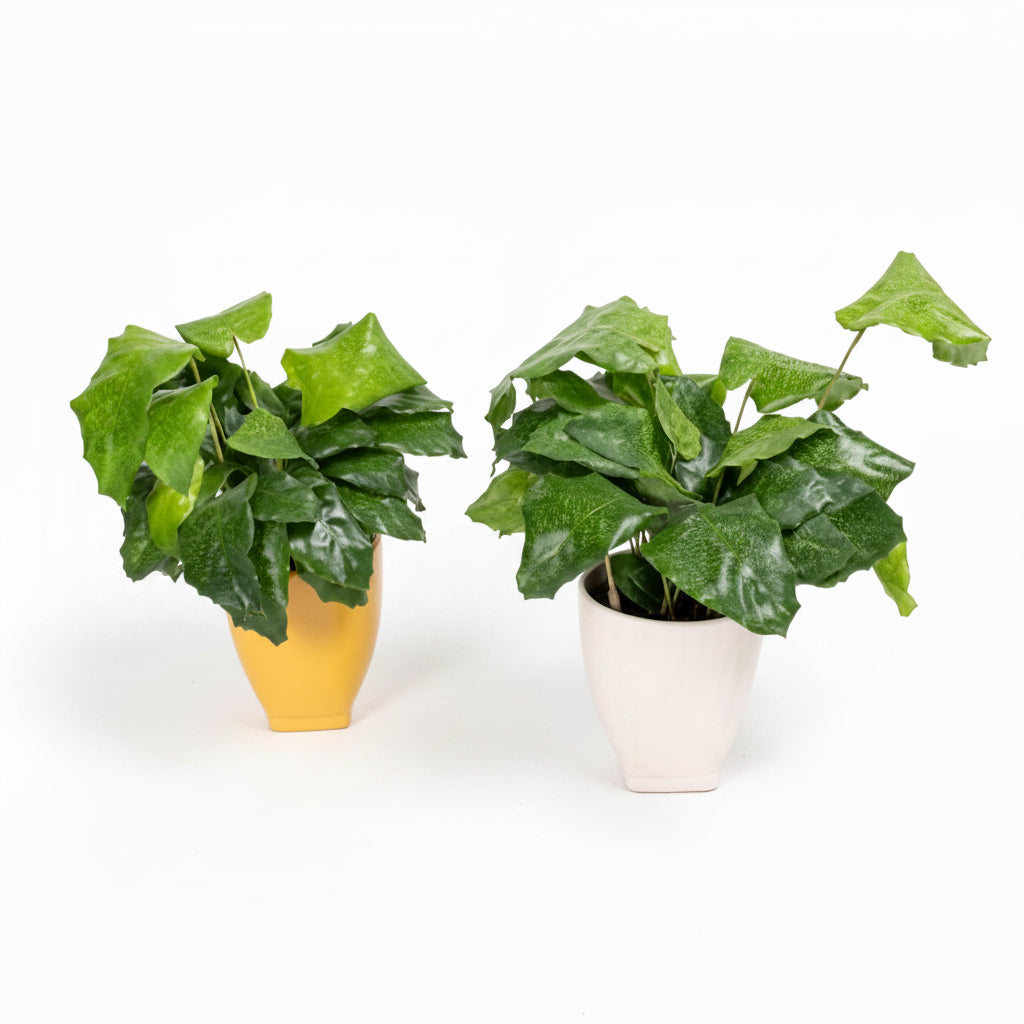 Calathea Mosaica, Network – image 5