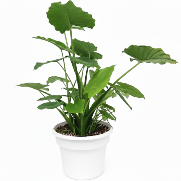 Alocasia Gageana, Elephant Ear, Alocasia California – image 6