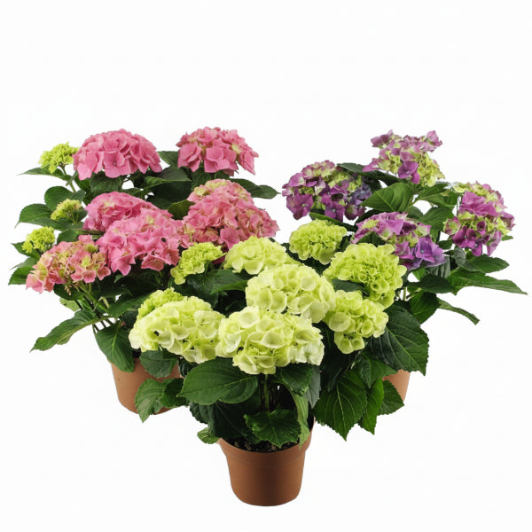 Hydrangea – image 5