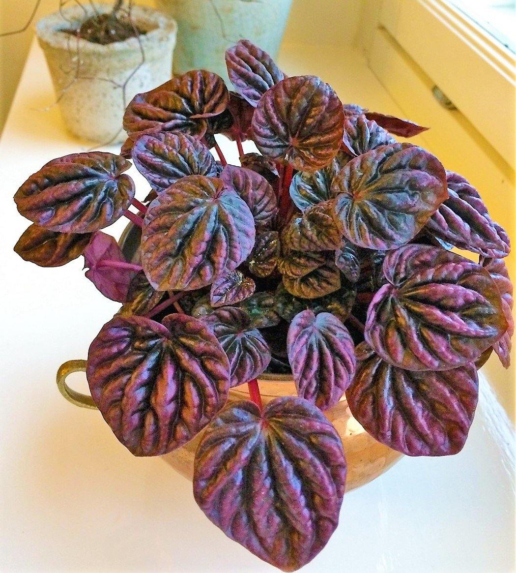 Peperomia Red Luna – image 2