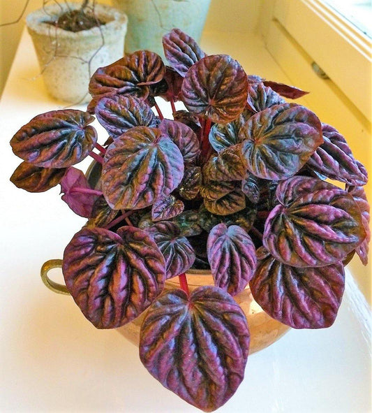 Peperomia Red Luna – image 2