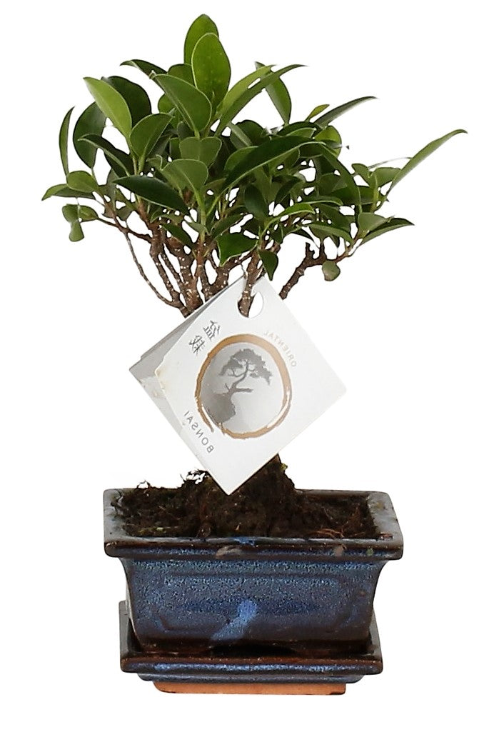 Mini Bonsai Mixed (One Plant in Pot) – image 3