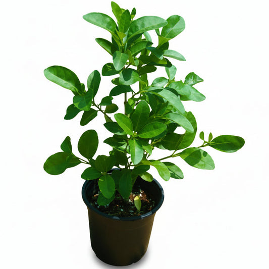 Clerodendrum inerme, Wild Jasmine – image 2