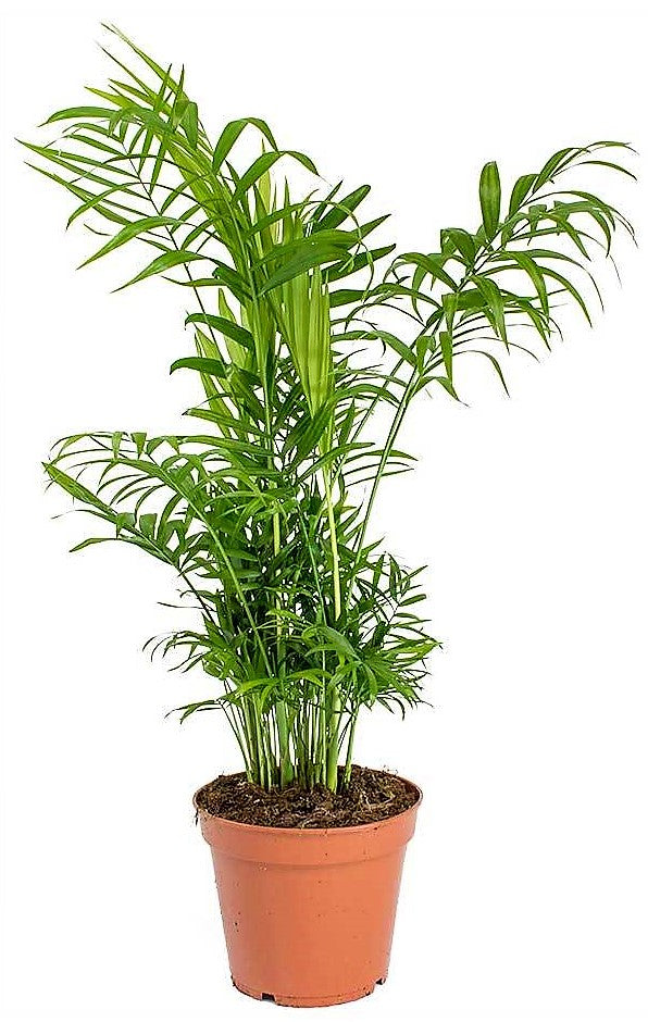 Parlour Palm, Bamboo Palm, Chamaedorea elegans – image 5