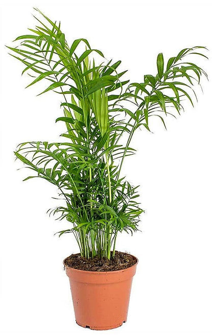 Parlour Palm, Bamboo Palm, Chamaedorea elegans – image 5