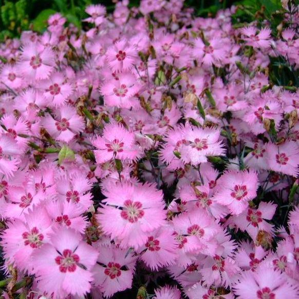 Dianthus Caryophyllus, Carnation (small) – image 5