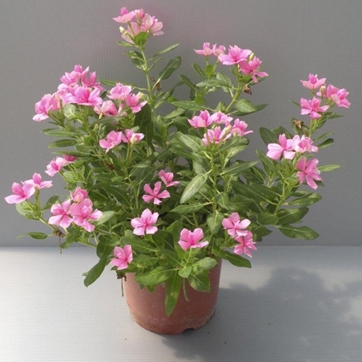 Vinca Flowers (small), Periwinkle – image 7