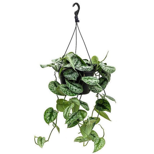 Satin Pothos - Scindapsus Pictus – Green Plants