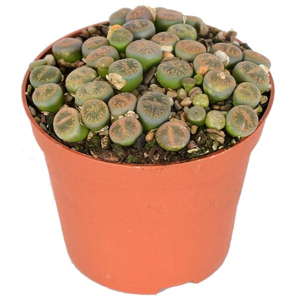 Living Stones , Lithops – image 1