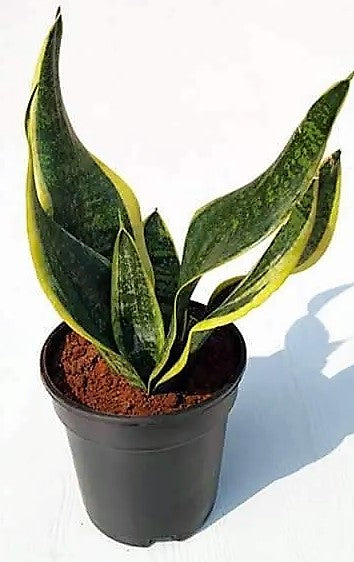 Snake Plant, Sansevieria Trifasciata, Laurentii, indoor – image 4