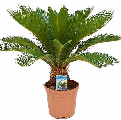 Cycas Revoluta, Sago Palm , Palm Fern, indoor – image 3