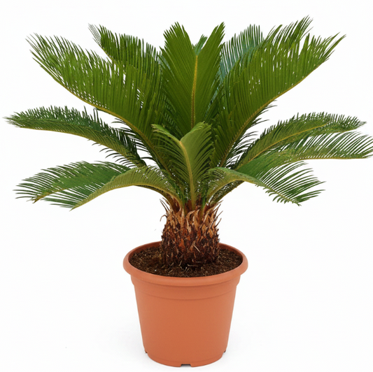 Cycas Revoluta, Sago Palm , Palm Fern, indoor – image 1