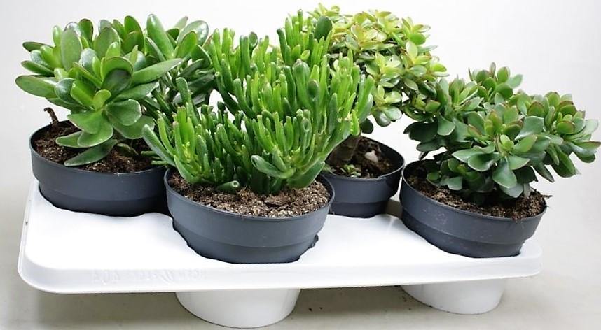Crassula per plant 10-15cm – image 3
