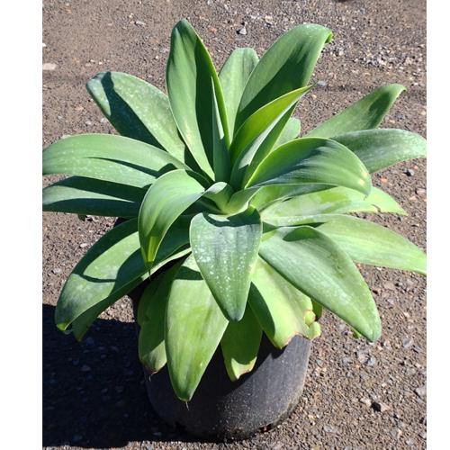 Agave Attenuata, Spineless Century Plant – image 5