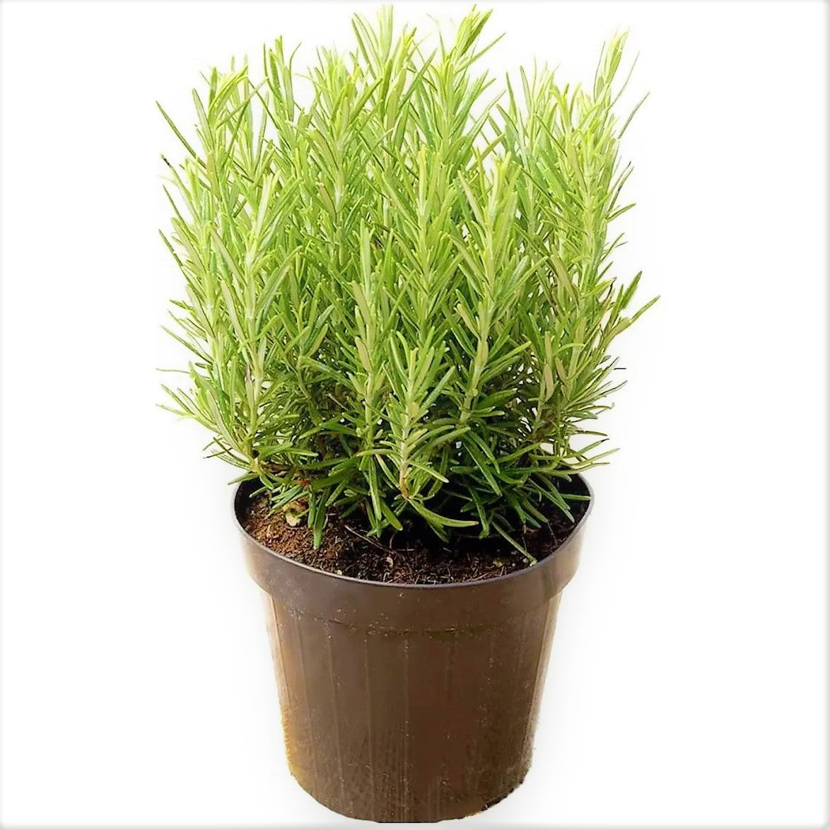 Rosmarinus Officialis, Rosemary Herb Indoor – image 3
