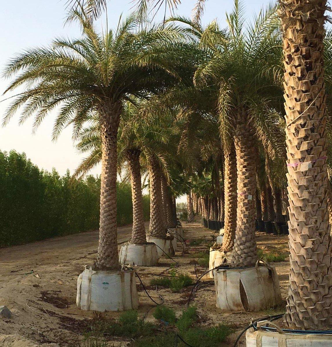 Silver Date Palm, Phoenix Sylvestris, Wild Date Palm – image 3