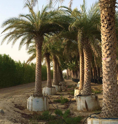 Silver Date Palm, Phoenix Sylvestris, Wild Date Palm – image 3