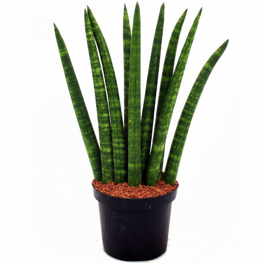 African spear , Sansevieria Cylindrica – image 2