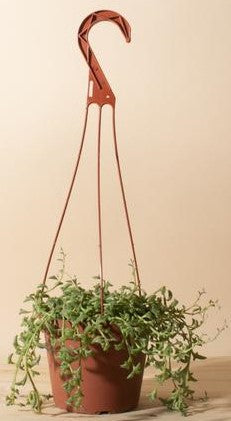 String of Dolphins , Senecio Peregrinus – image 4
