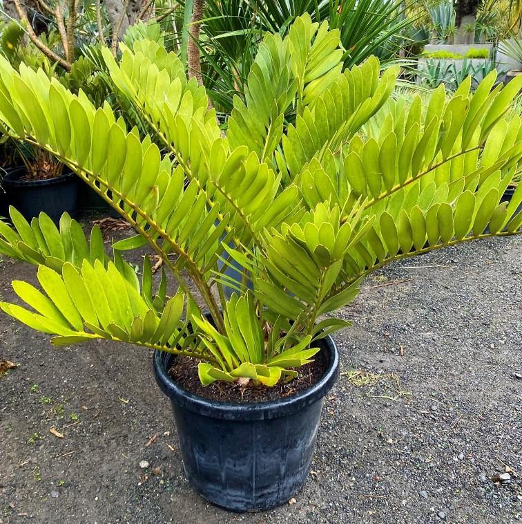 Cardboard Palm, Zamia Furfuracea – image 5