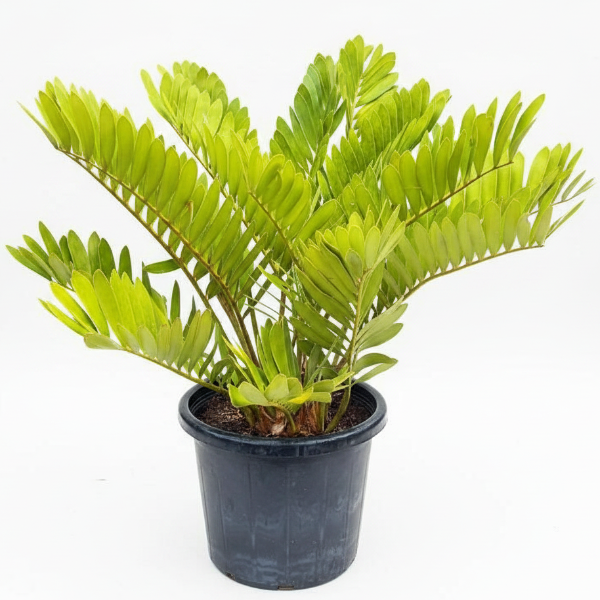 Cardboard Palm, Zamia Furfuracea – image 1