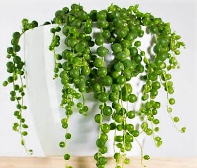 String of Pearls, Senecio Rowleyanus – image 4