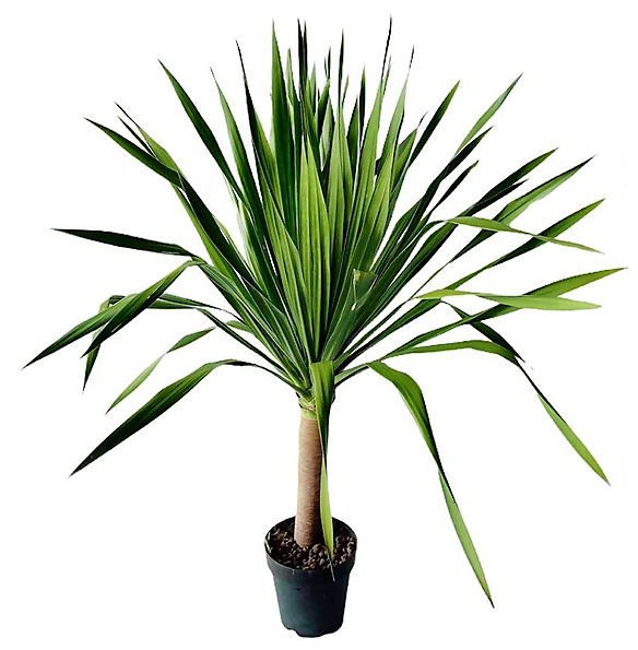 Dracaena Draco, Drago, Dragon Tree – image 4
