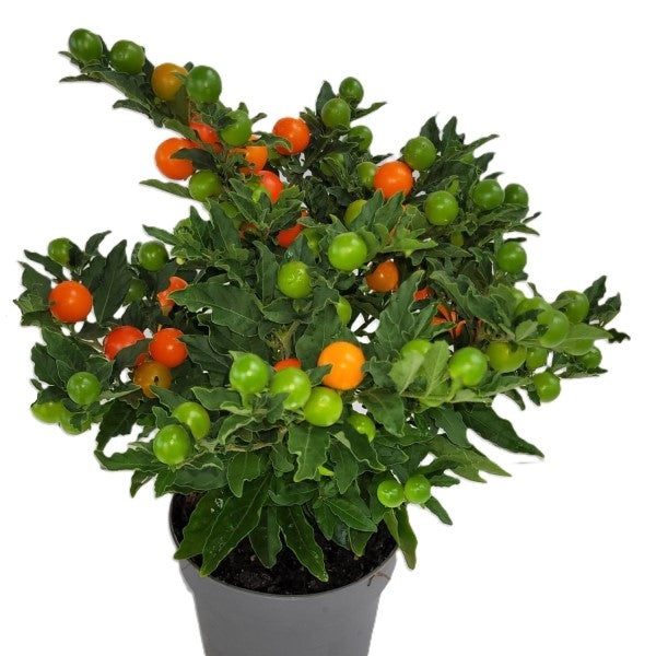 Jerusalem cherry, Solanum pseudocapsicum – image 5