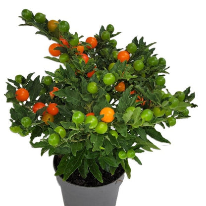 Jerusalem cherry, Solanum pseudocapsicum – image 5