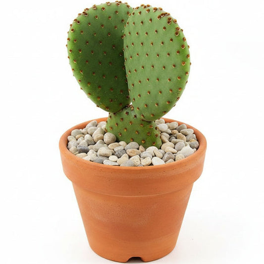 Bunny Ears, Cactus Opuntia Albata – image 2