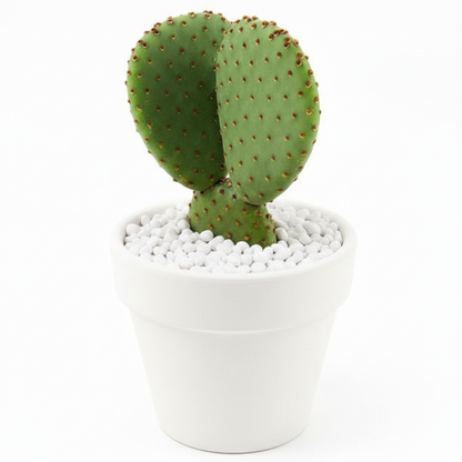 Bunny Ears, Cactus Opuntia Albata – image 6