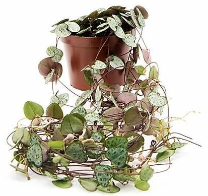 String of Hearts, Ceropegia Woodii, Variegated – image 3