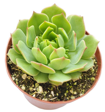 Echeveria succulent – image 3